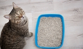 Picture for category Cat Litter